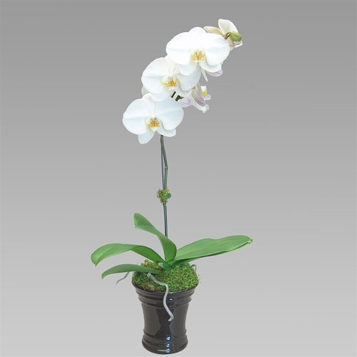 delux- whiteorchid-gift.jpg